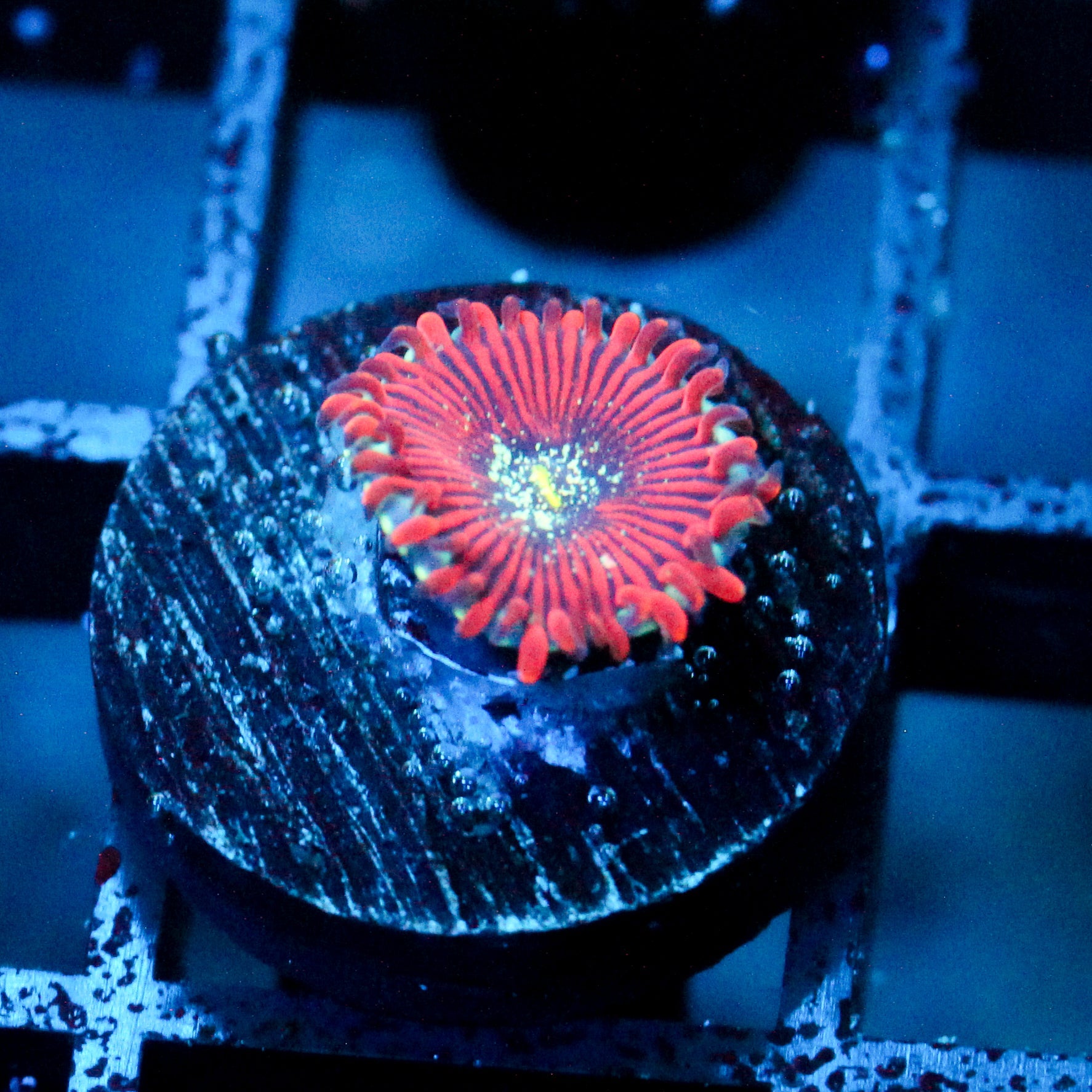 JC Magician's Zoanthid