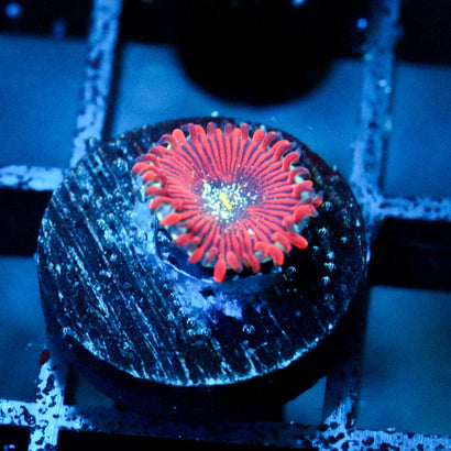 JC Magician's Zoanthid