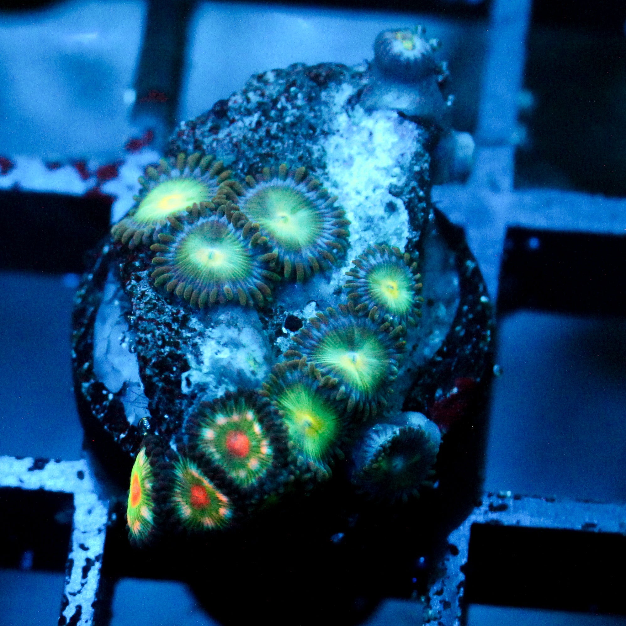JC Birthstone Zoanthid Mix
