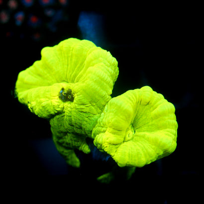 JC Neon Trumpet Coral