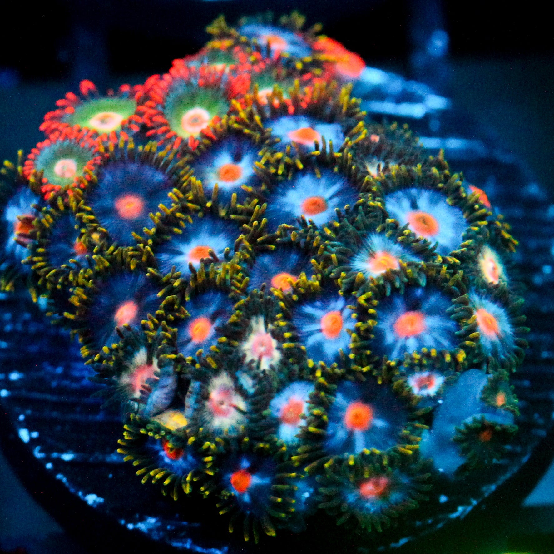 JC Zoa Overload