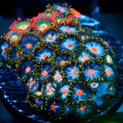 JC Zoa Overload