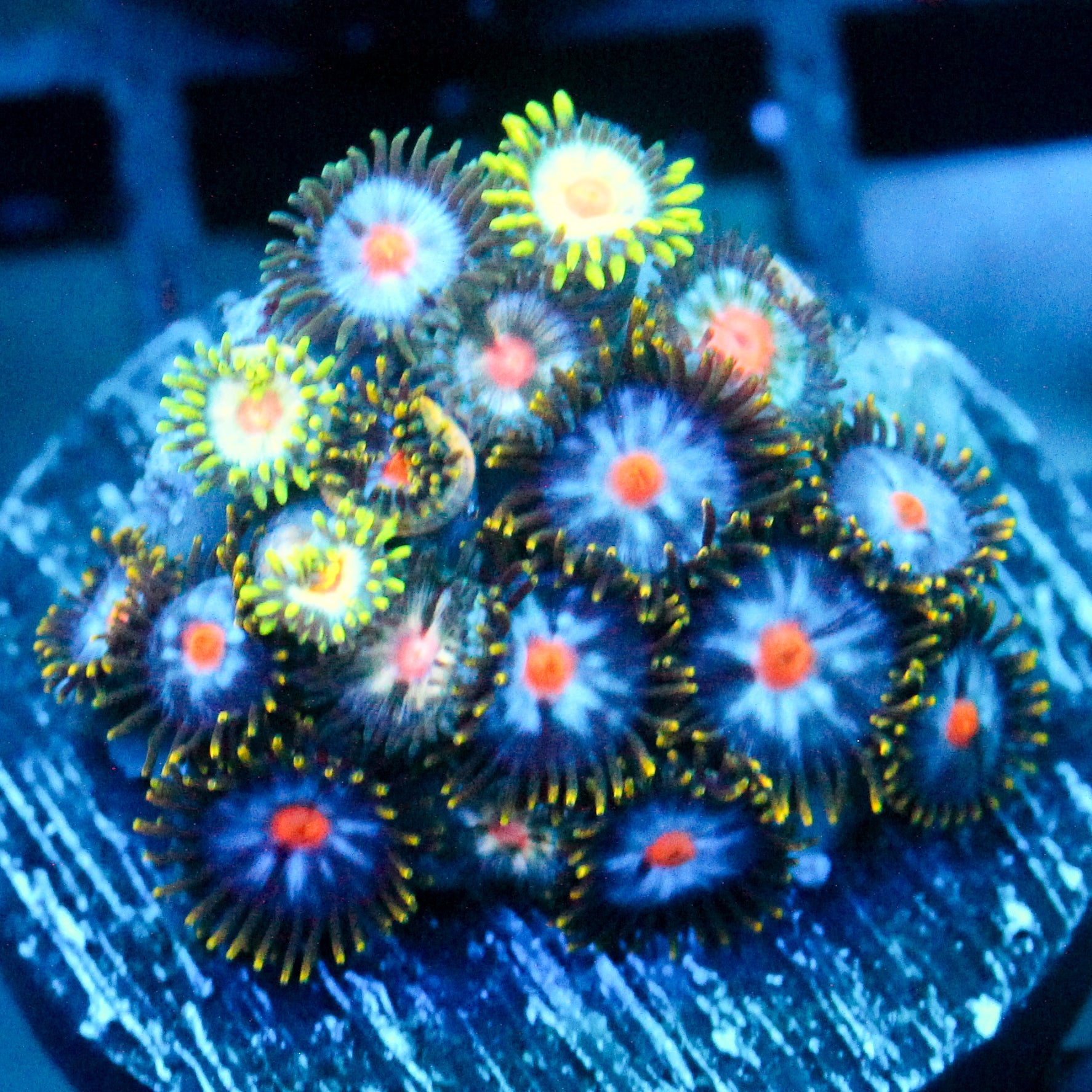 JC Zoa Garden Seed