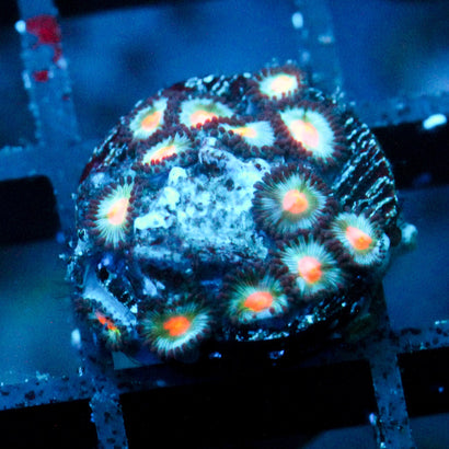 JC Blue Raven Zoanthid
