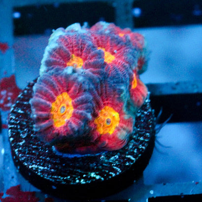 JC Red Slime Favia