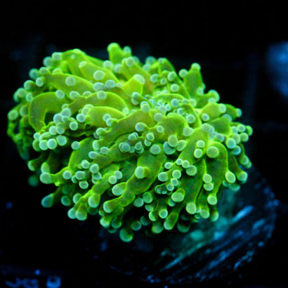 JC The Slime Octo
