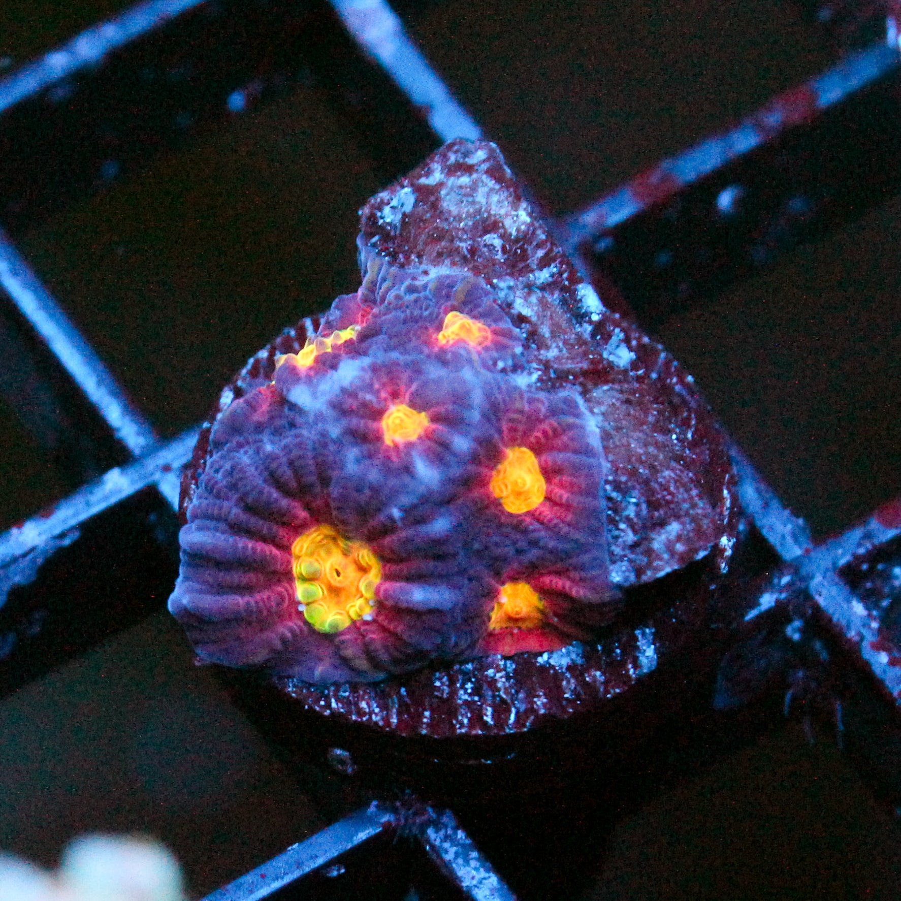 JC Red Slime Favia