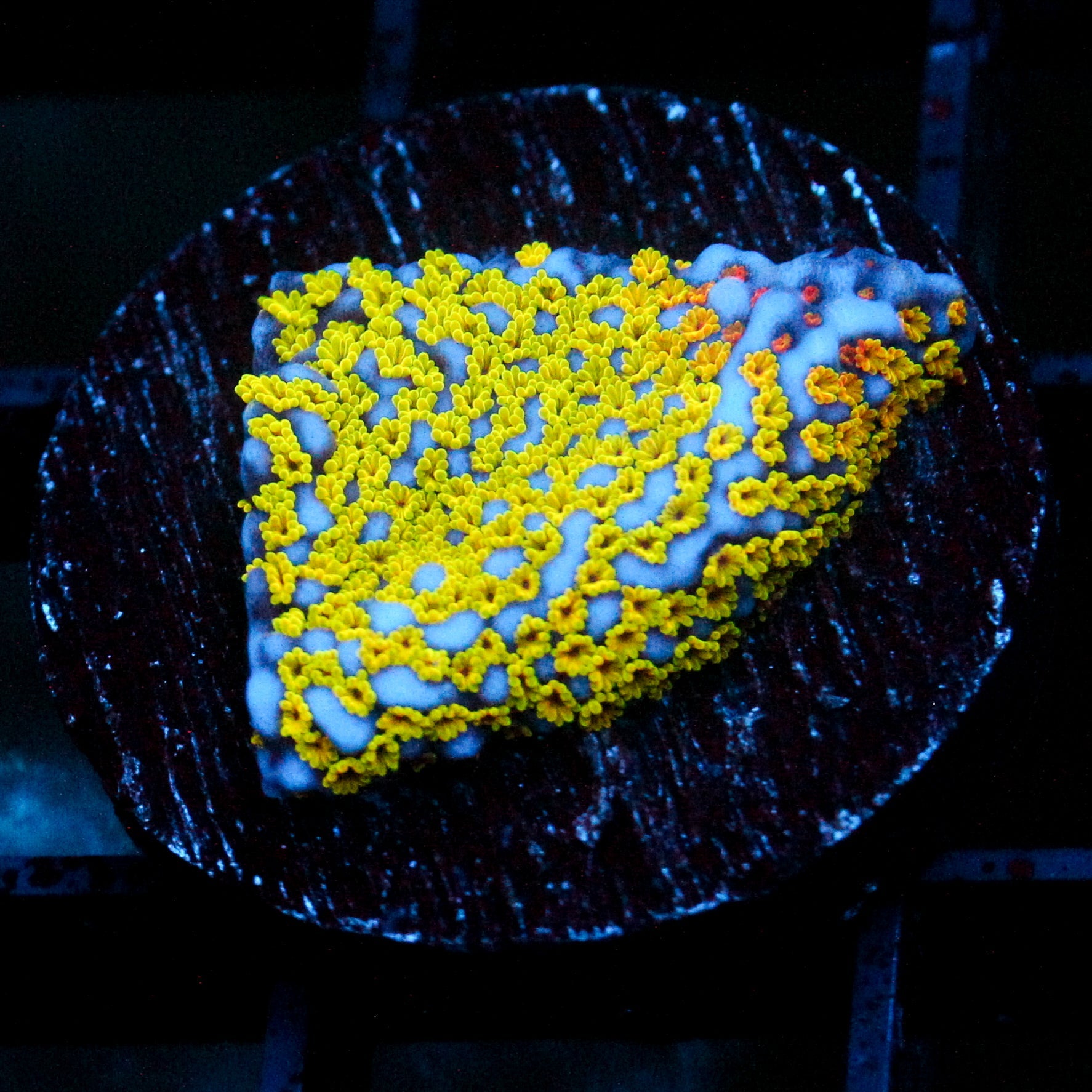 JC Rainbow Monti