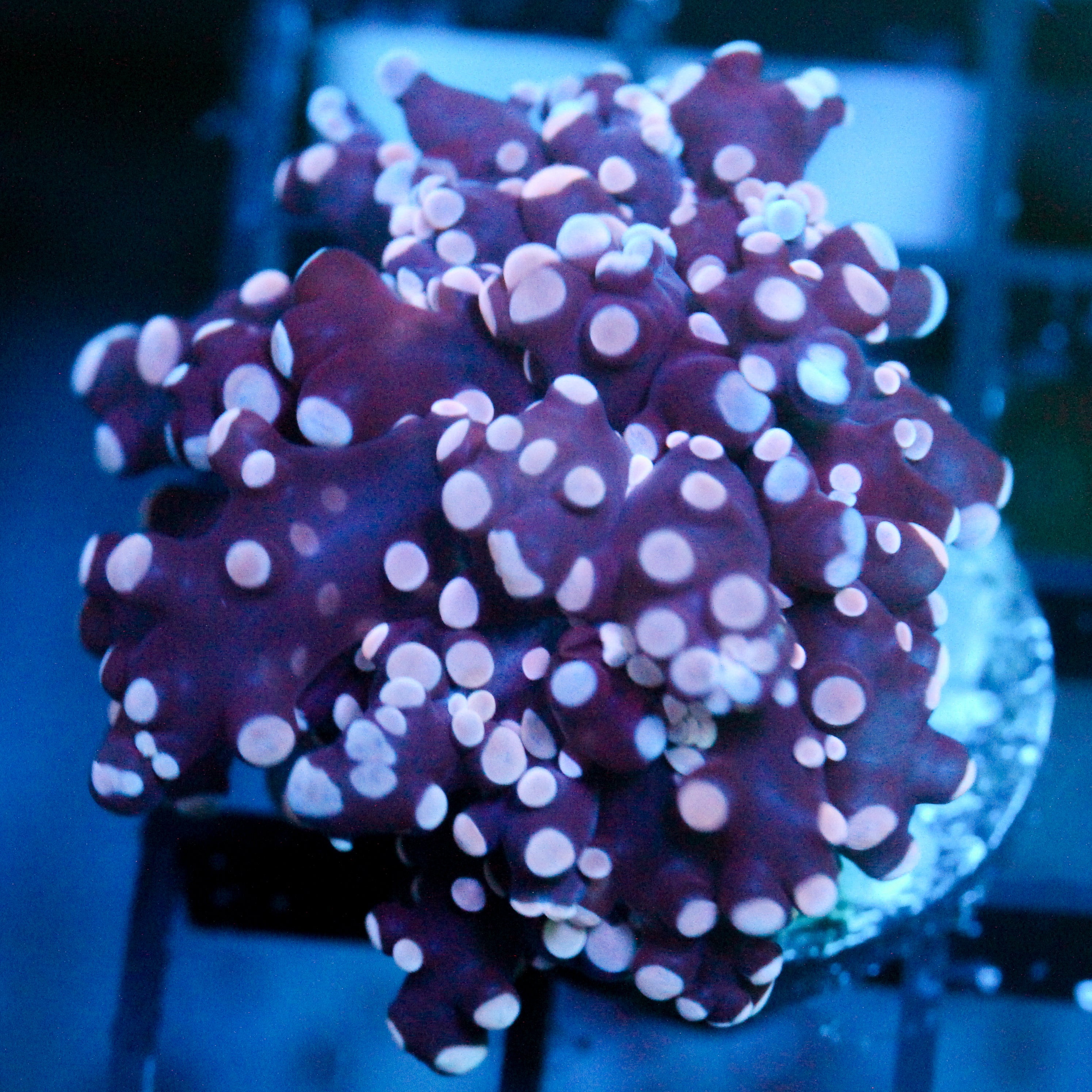 JC Dark Pink Octo