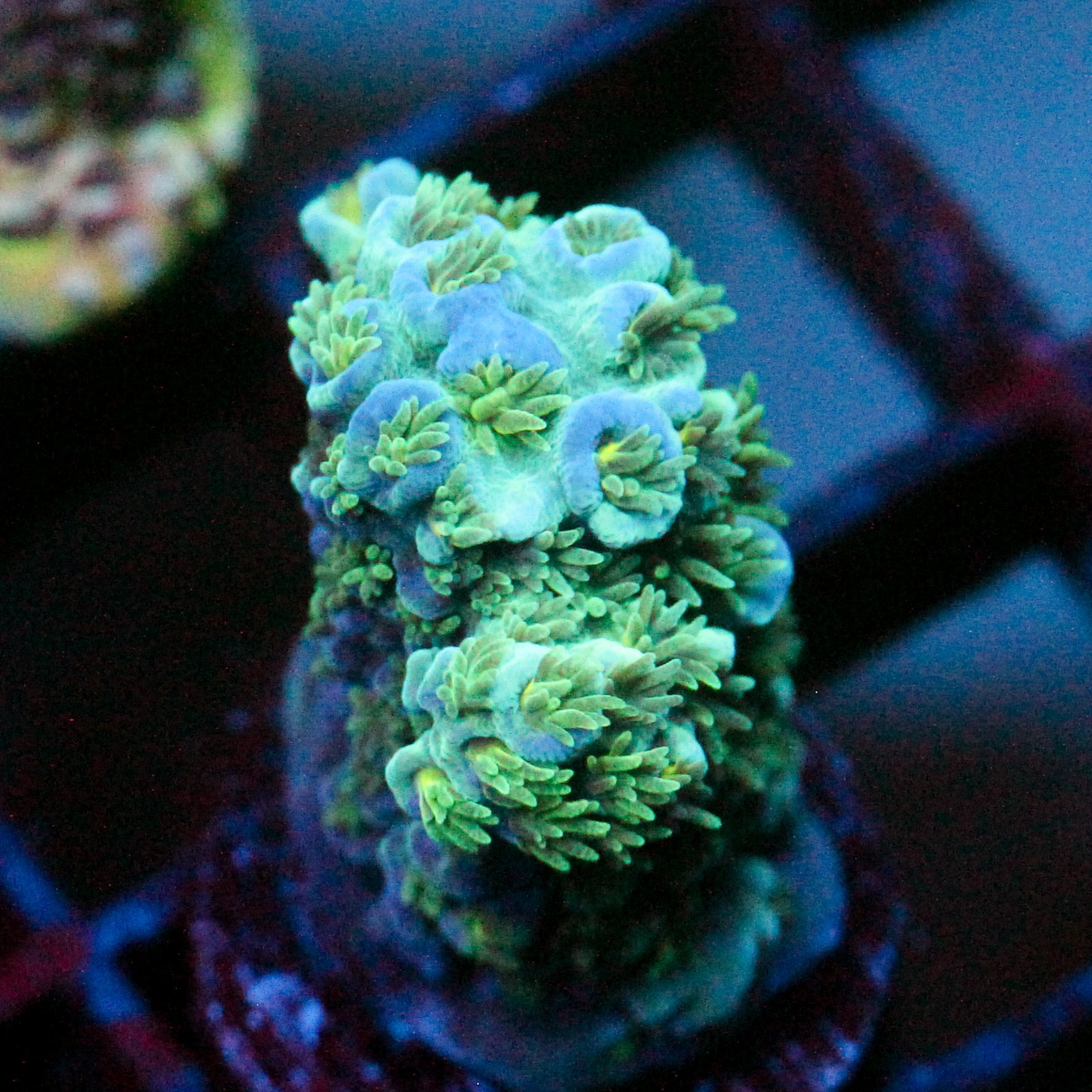 JC Green Furr