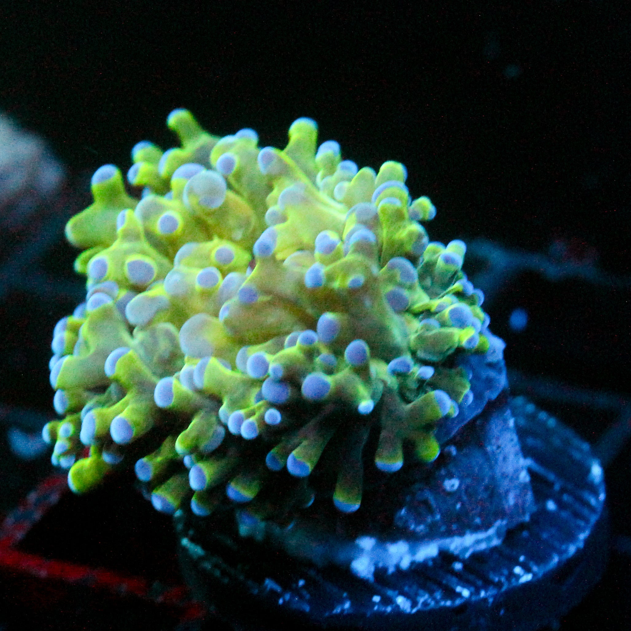 JC Hulk Octo