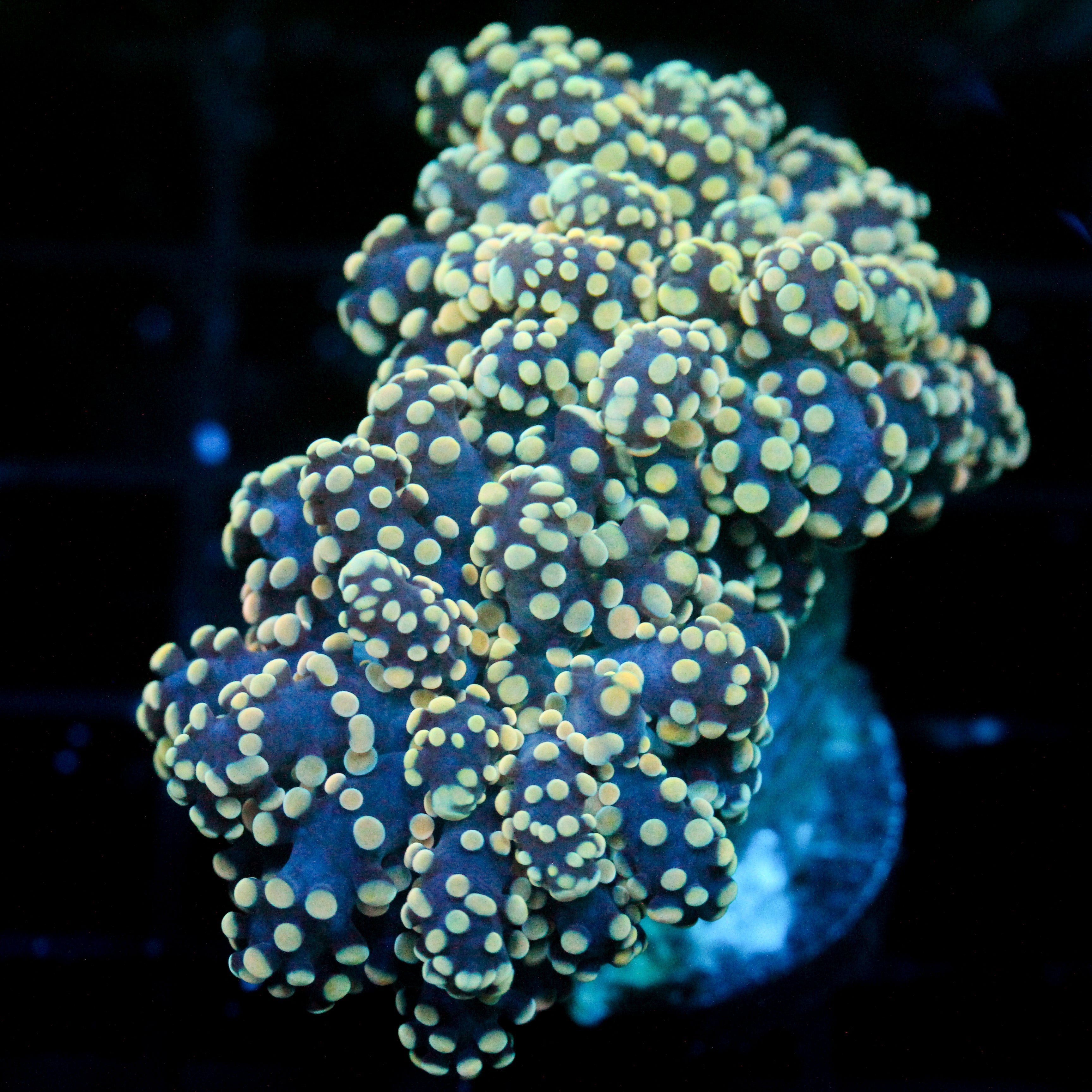 JC Orange Cream Octo
