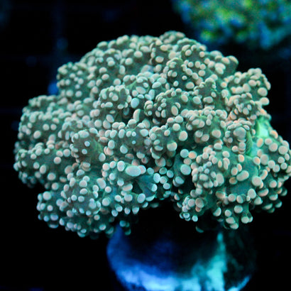 JC Orange Vibe Octo