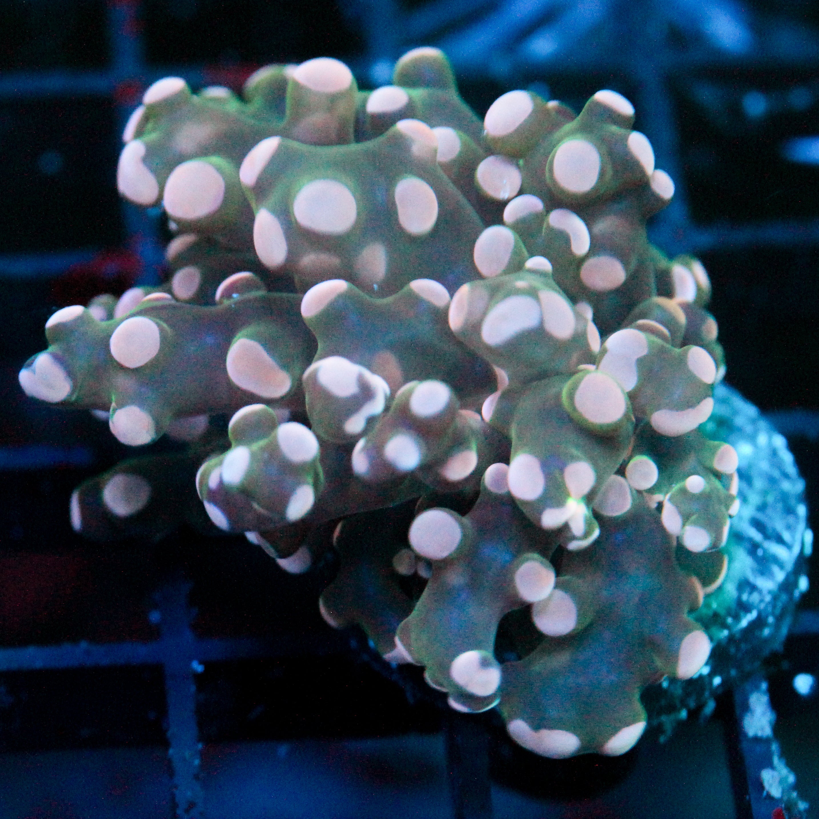 JC Pink Tip Octo