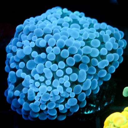 JC Blue Bubbles Frammer