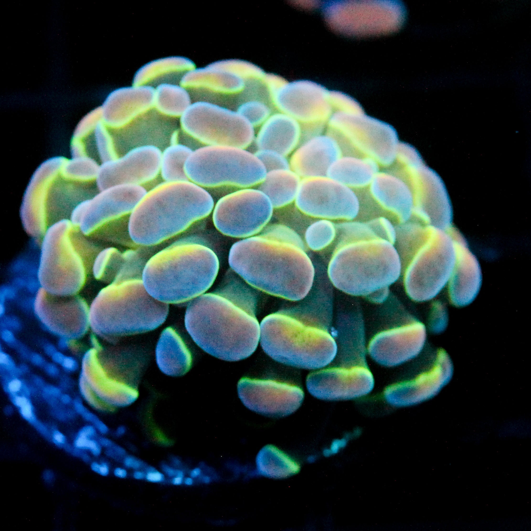 JC Ultra Hologram Hammer