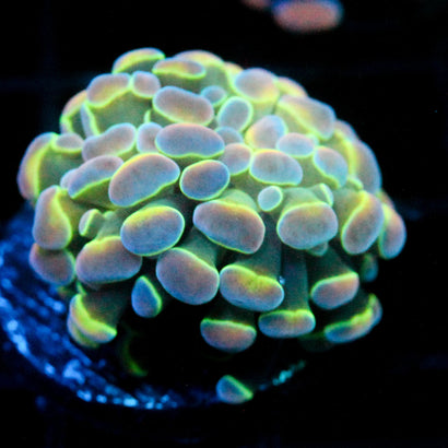 JC Ultra Hologram Hammer