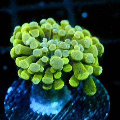 JC Alien Slime Splatter Hammer