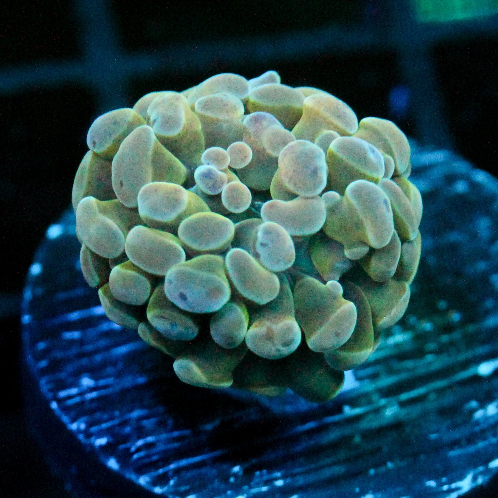 JC Glowstone Hammer