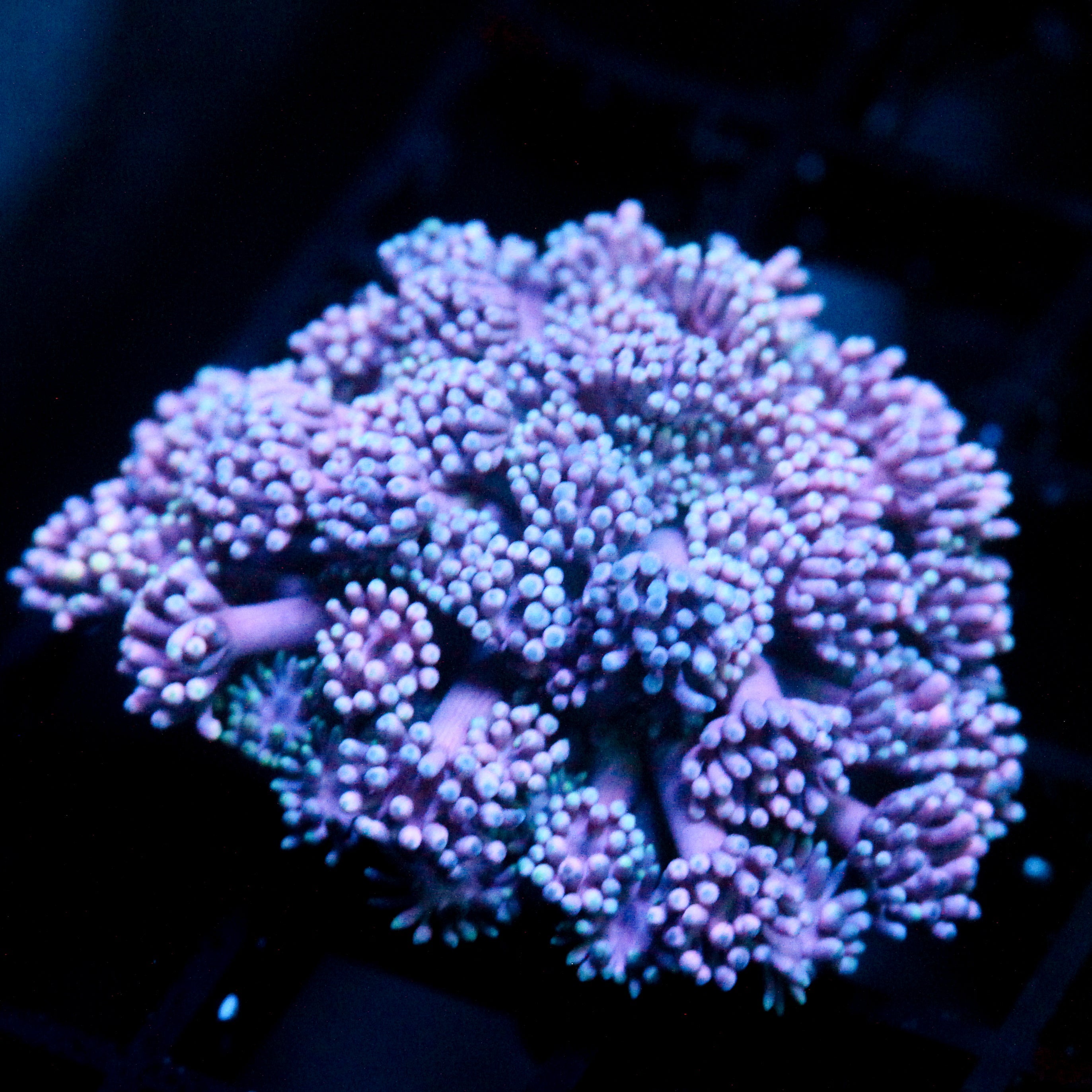 JC Purple Bush Goni