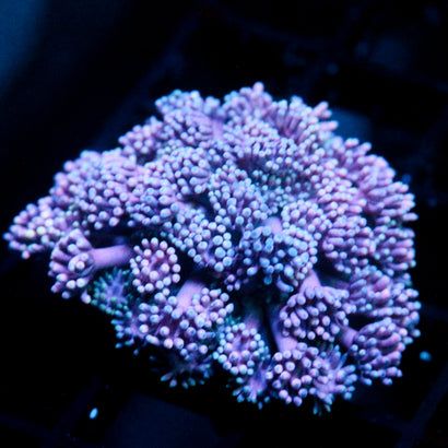 JC Purple Bush Goni