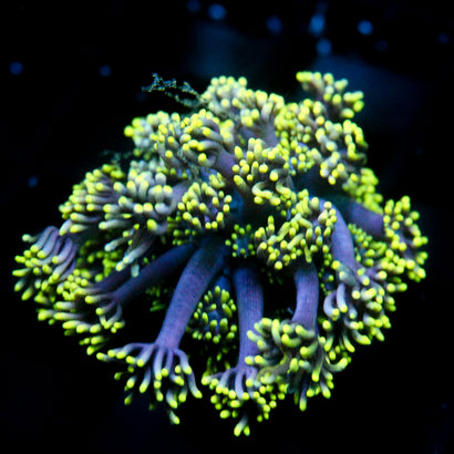 JC Ultra Violet Goni (Last One)