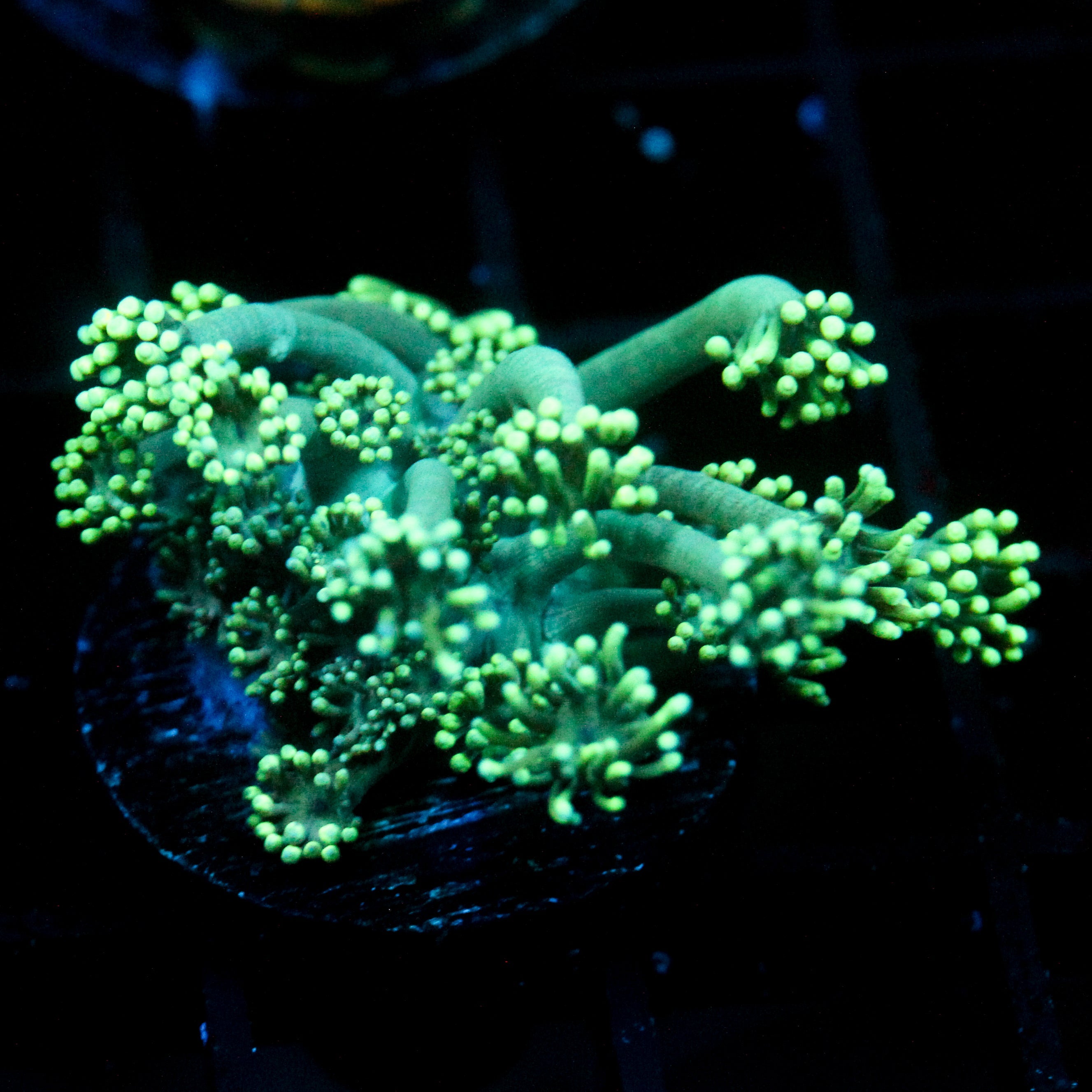 JC Sea Grapes Goni