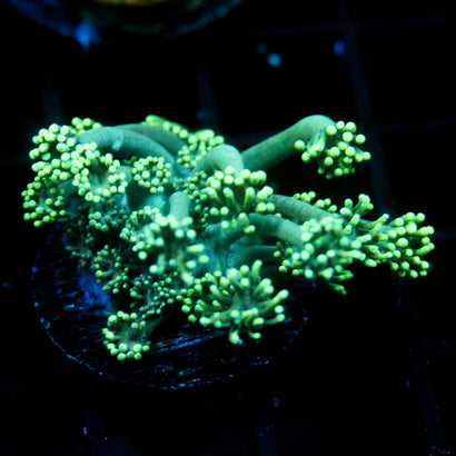 JC Sea Grapes Goni