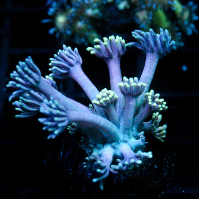 JC Chilled Tendrils Goni