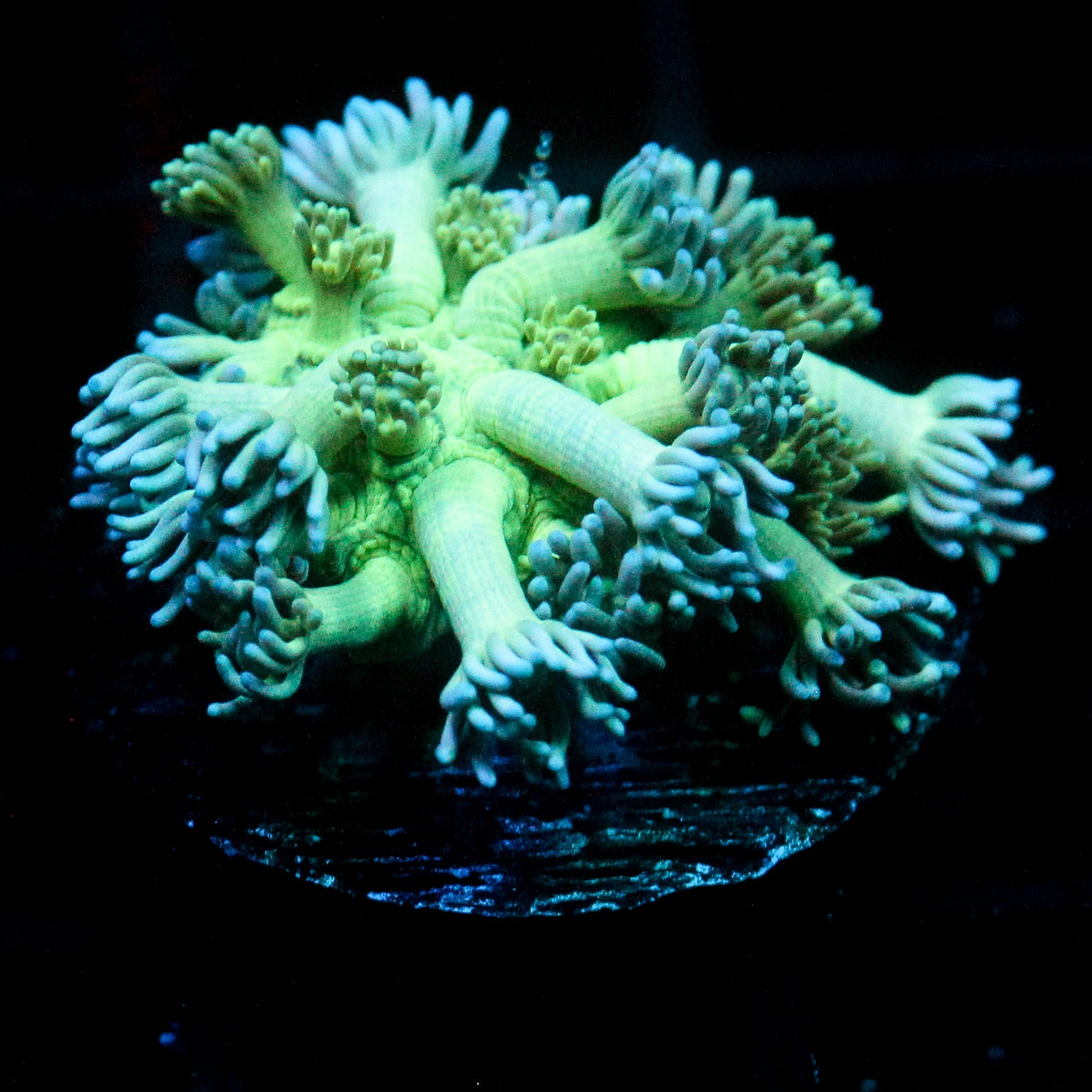 JC Blue tawng Goni