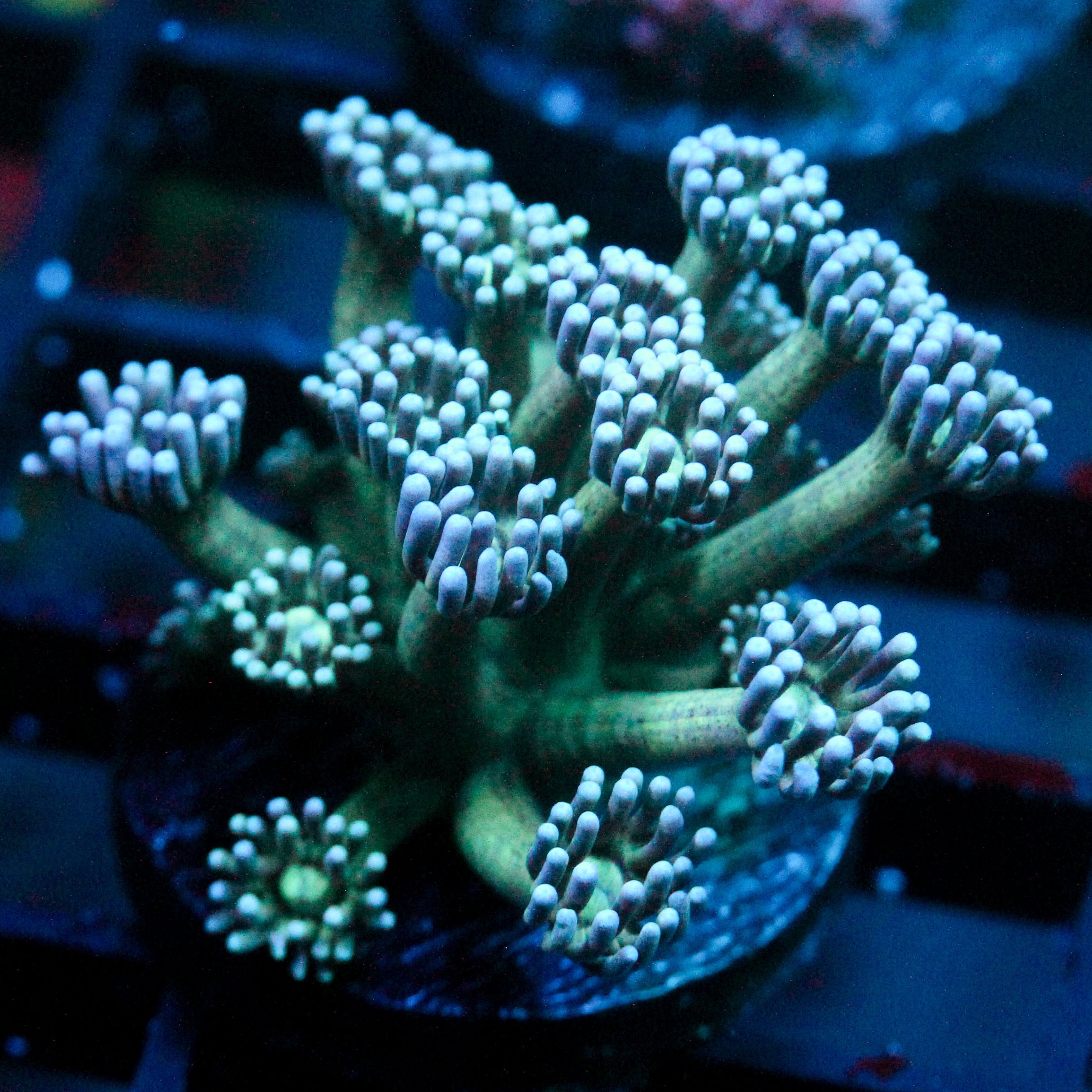JC Tortoise Goni