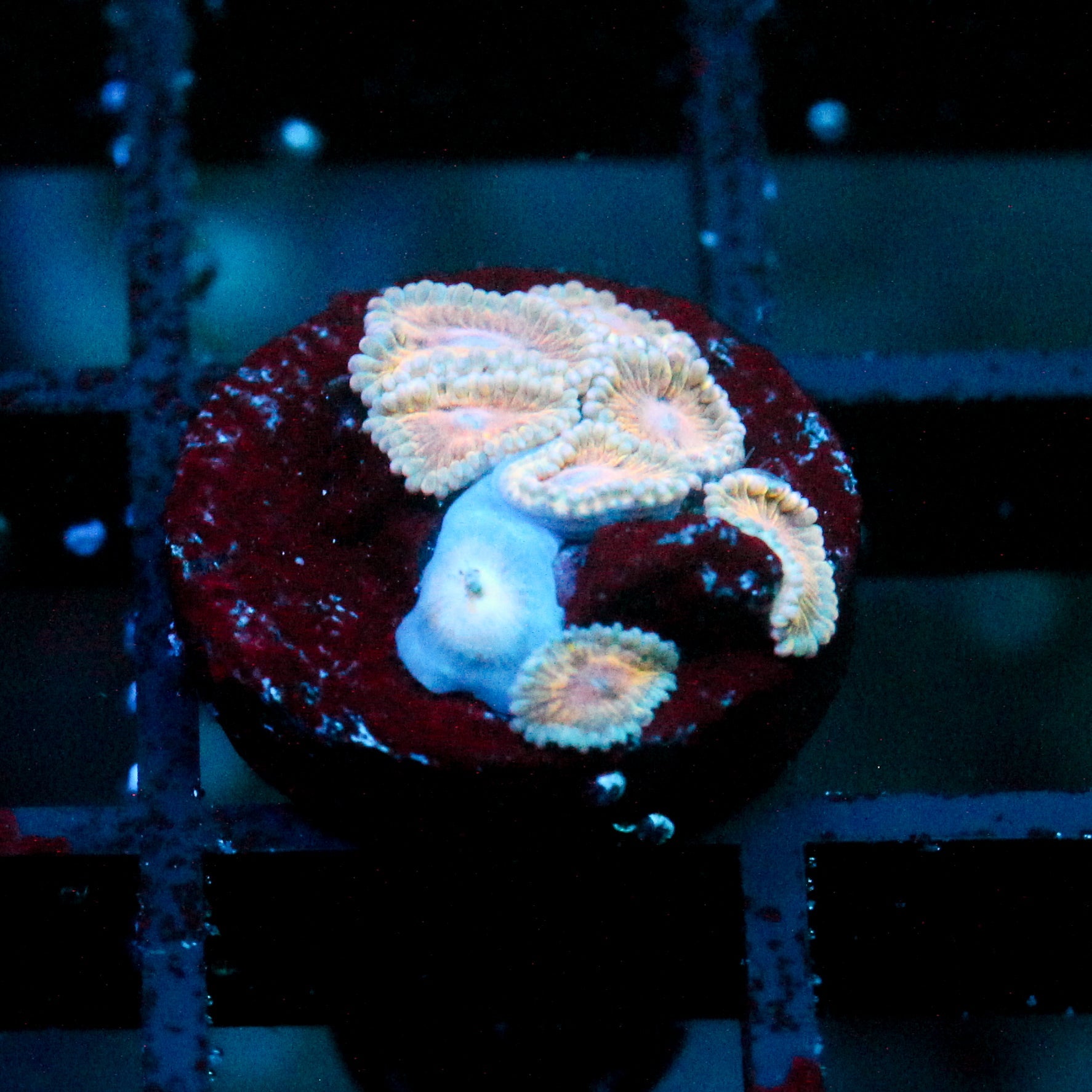 JC Blue Seam Zoanthid