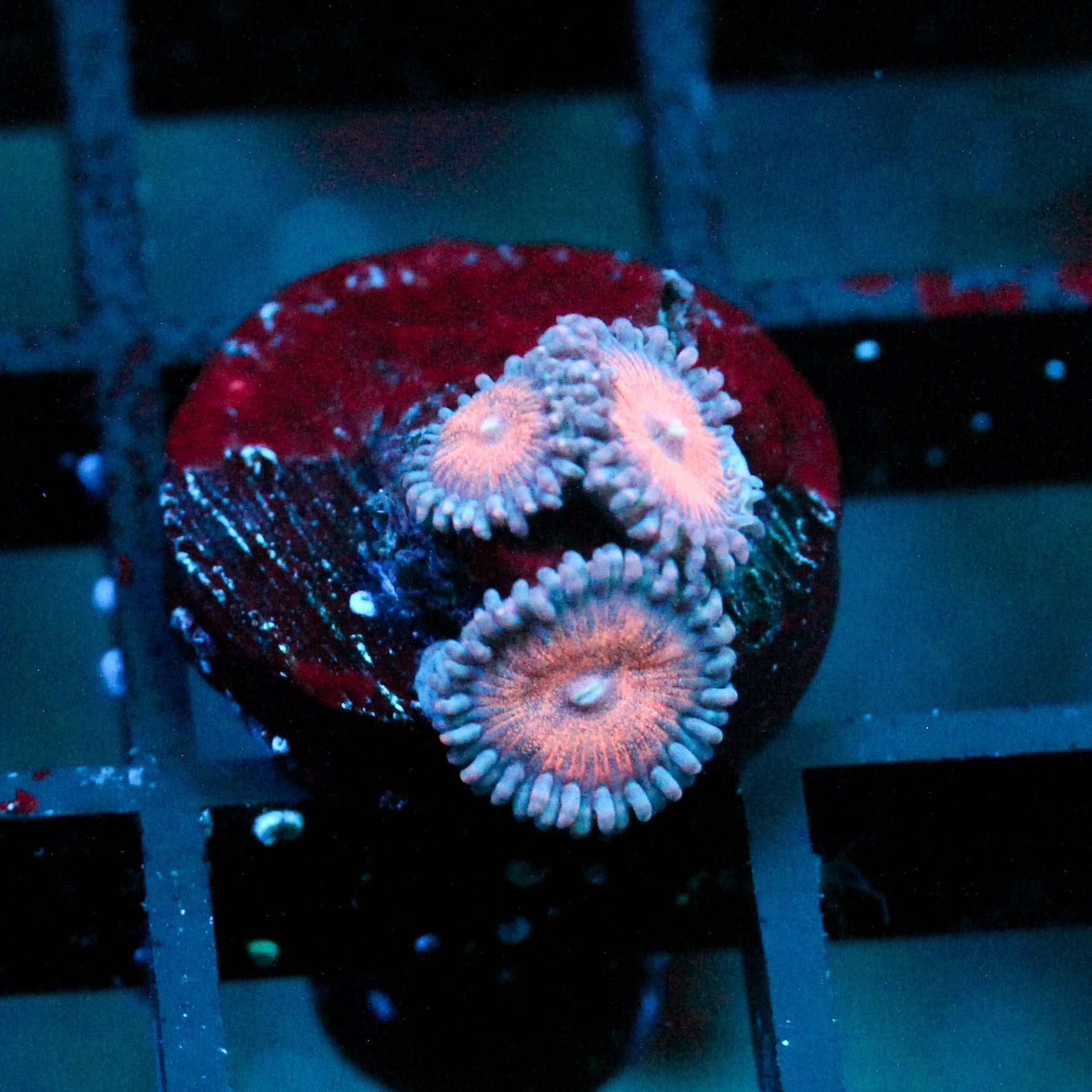 JC Amber Bliss Zoanthid