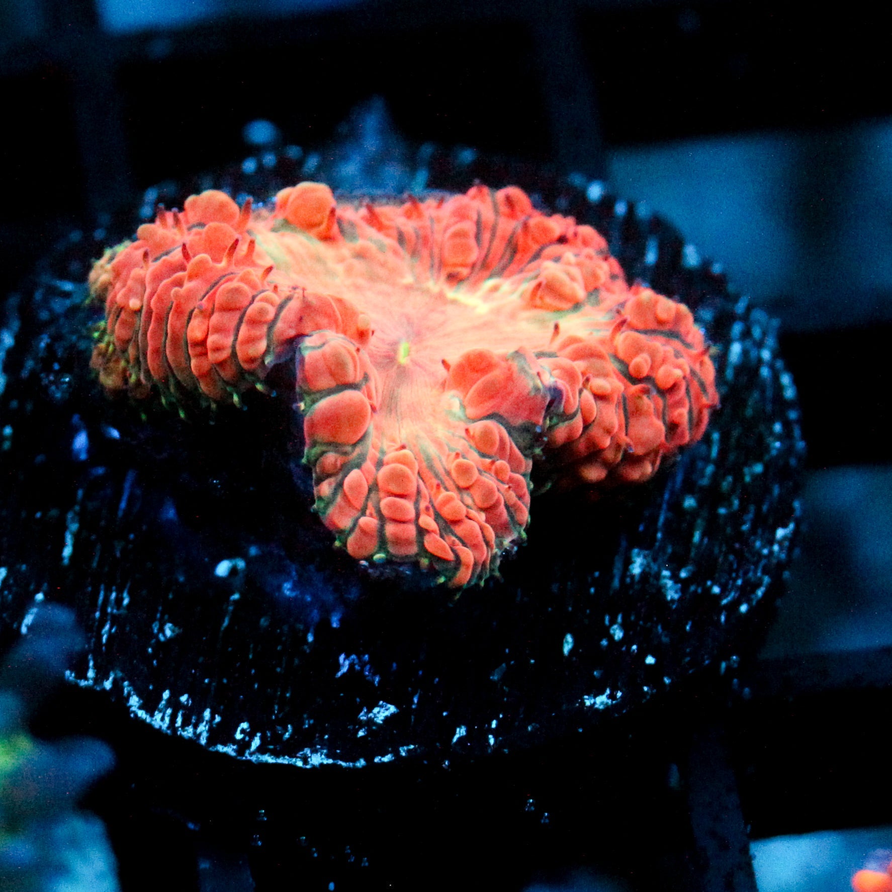 JC Fox Nebula Blasto