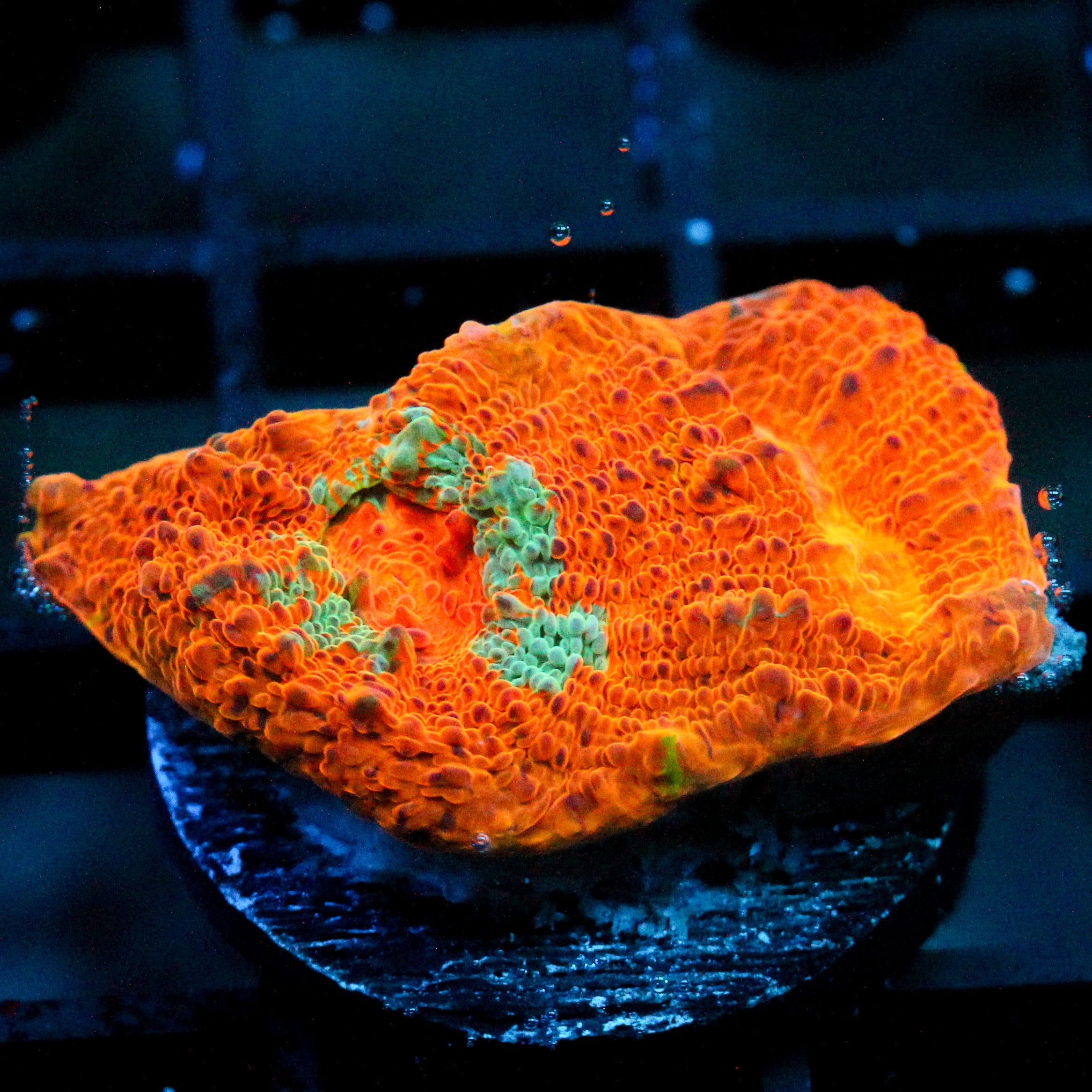 JC Citrus Dream chalice