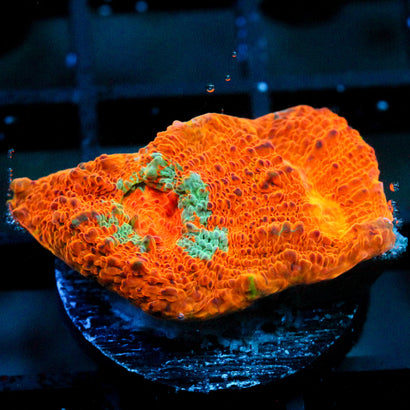 JC Citrus Dream chalice
