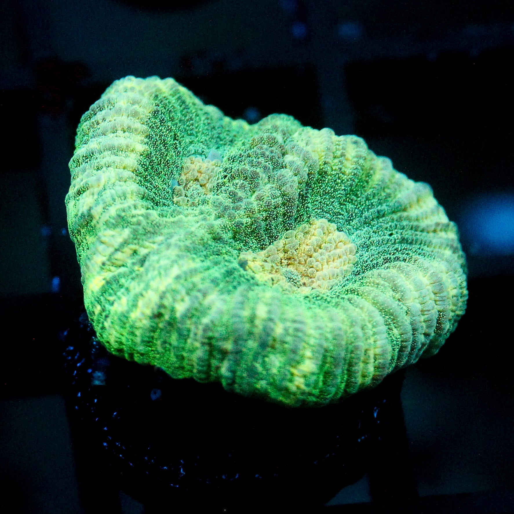 JC Neon Green Favia