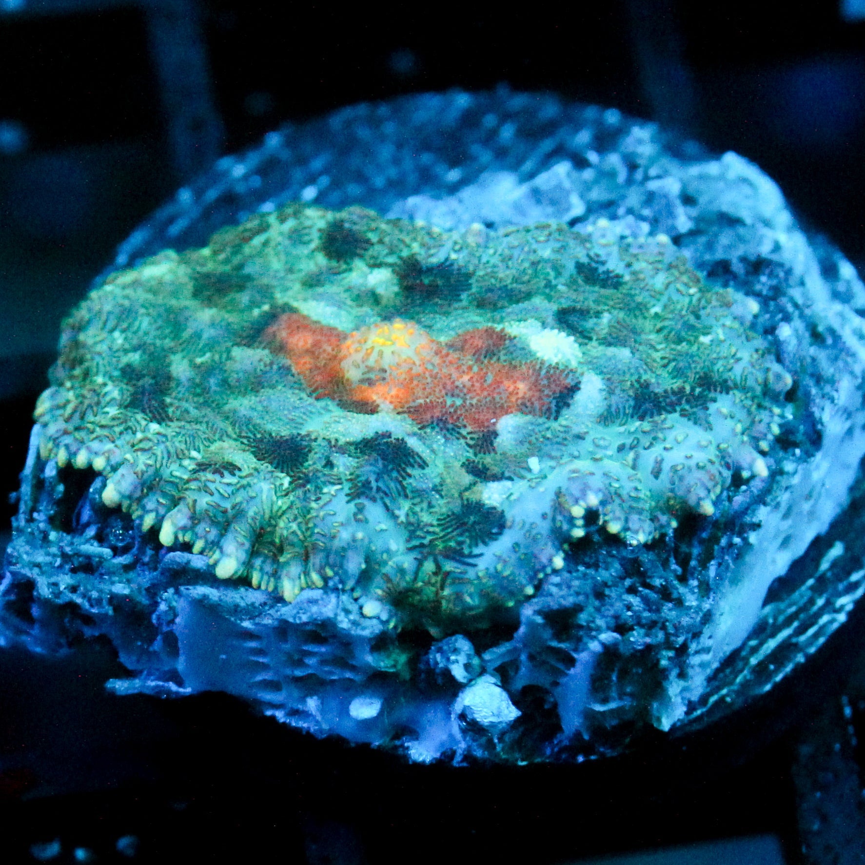 JC Gold Gobbler Rhodactis