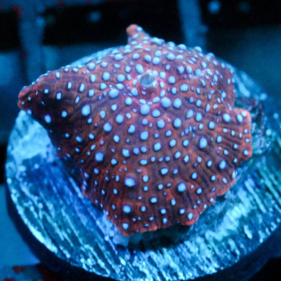 JC Blue Dots Discosoma (1/1)