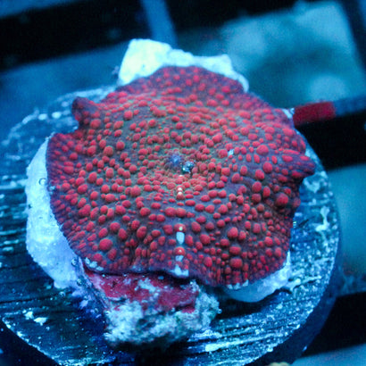 JC Void Discosoma