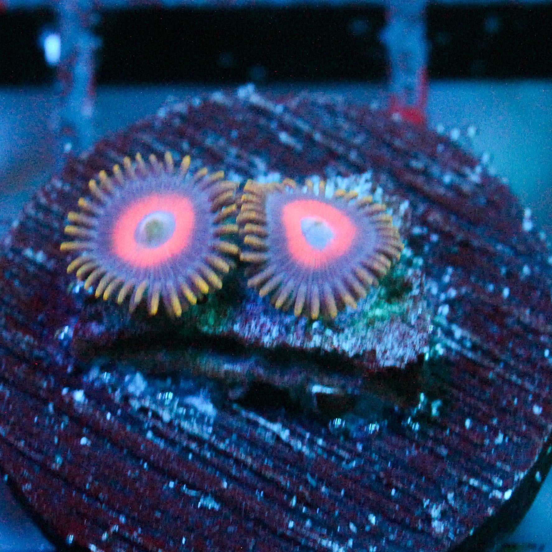 JC Emperor Zoanthid