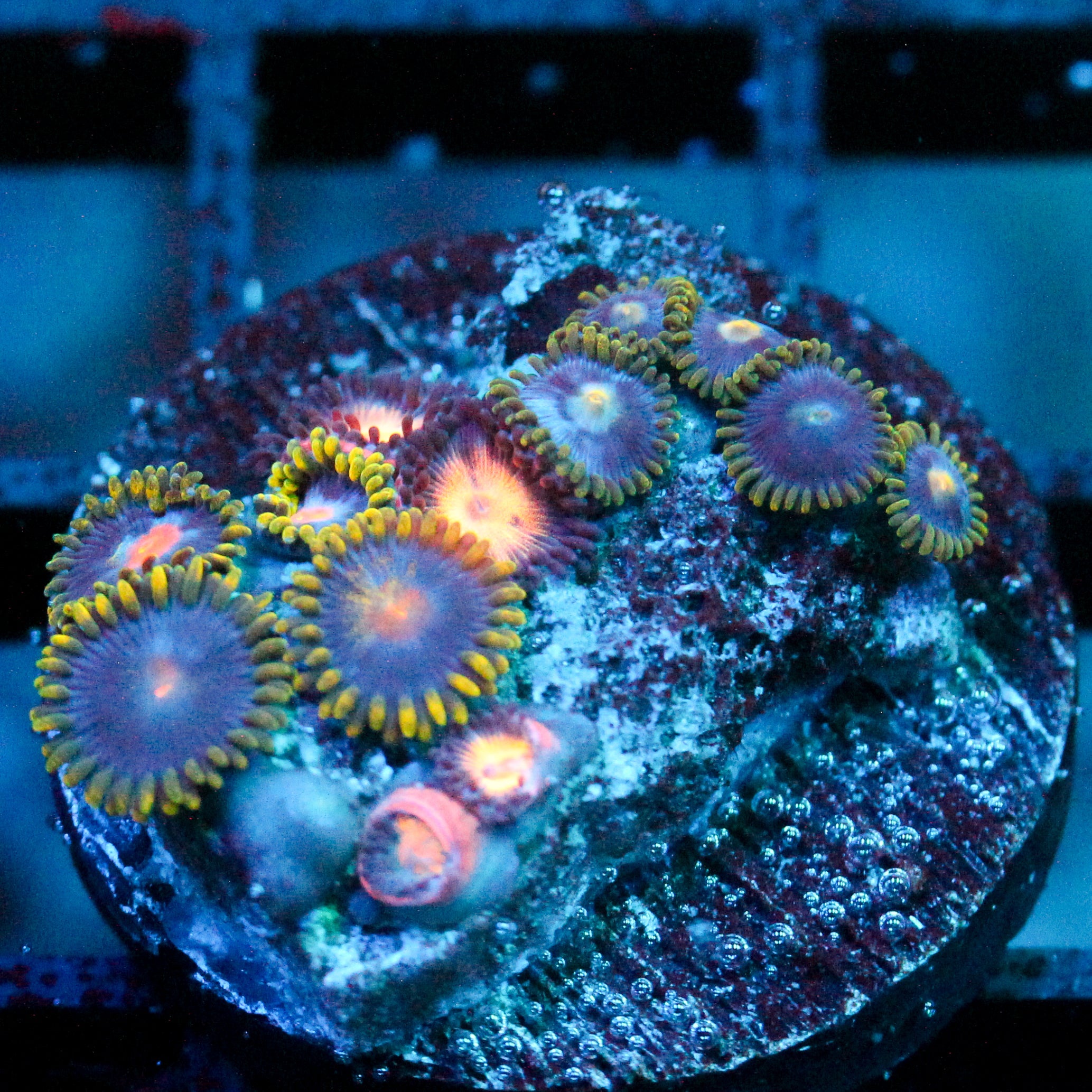 JC Zoa Garden Seed