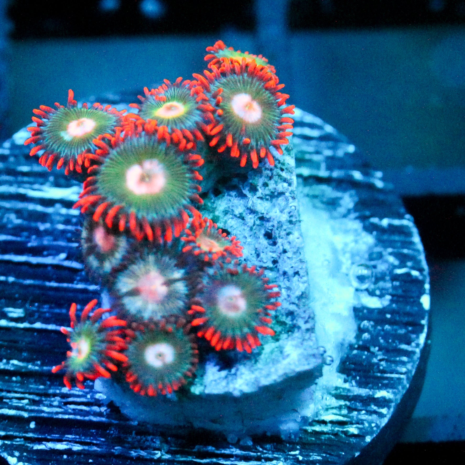 JC Gatorade Zoanthid Mix