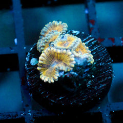 shopify auction
