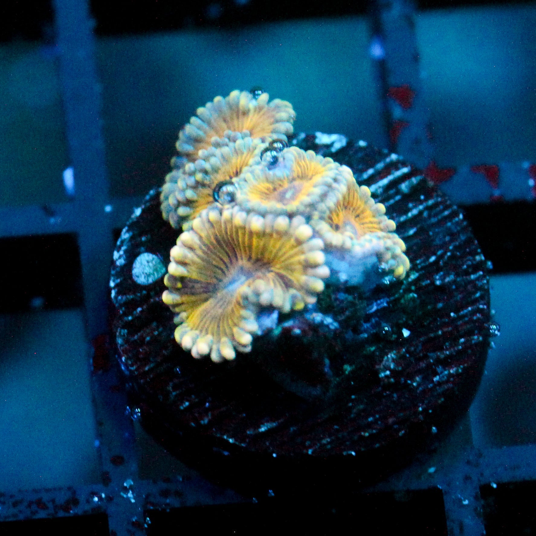 JC Golden Globe Zoanthids