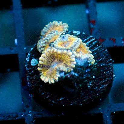 JC Golden Globe Zoanthids
