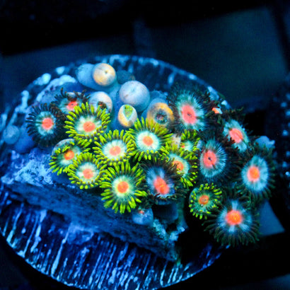 JC Zoa Garden Seed