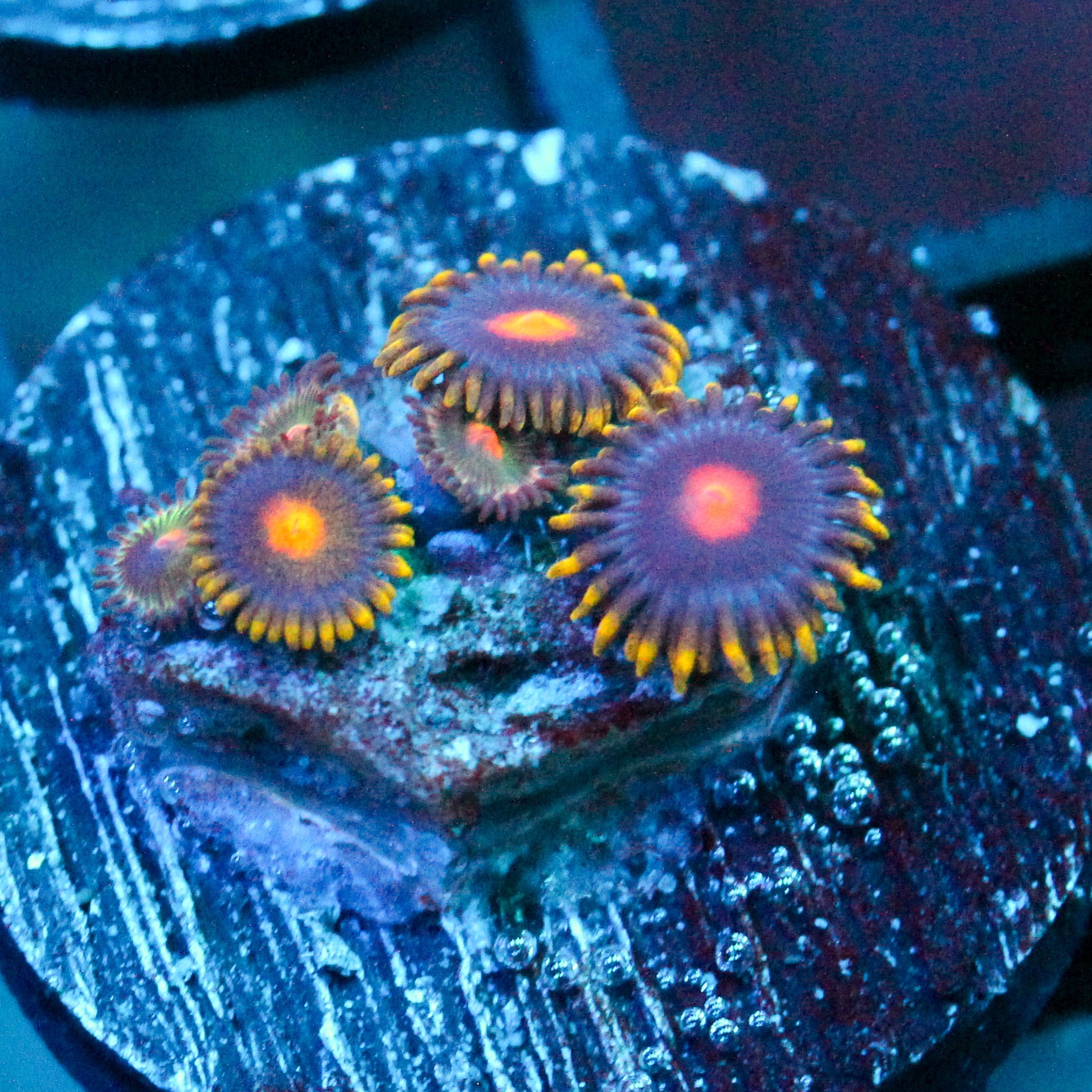 JC Gold Burn Zoanthid