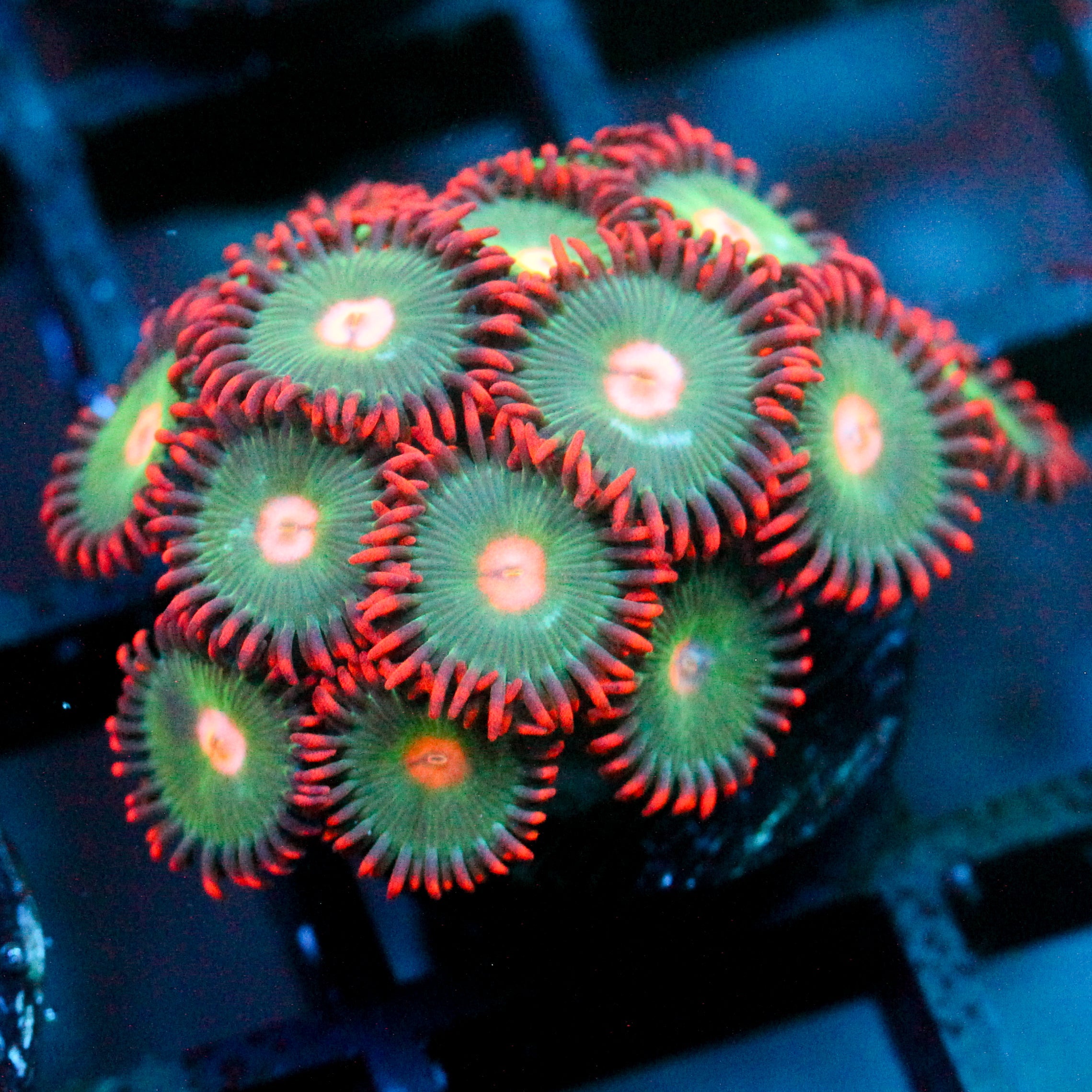 JC Gatorade Zoanthid