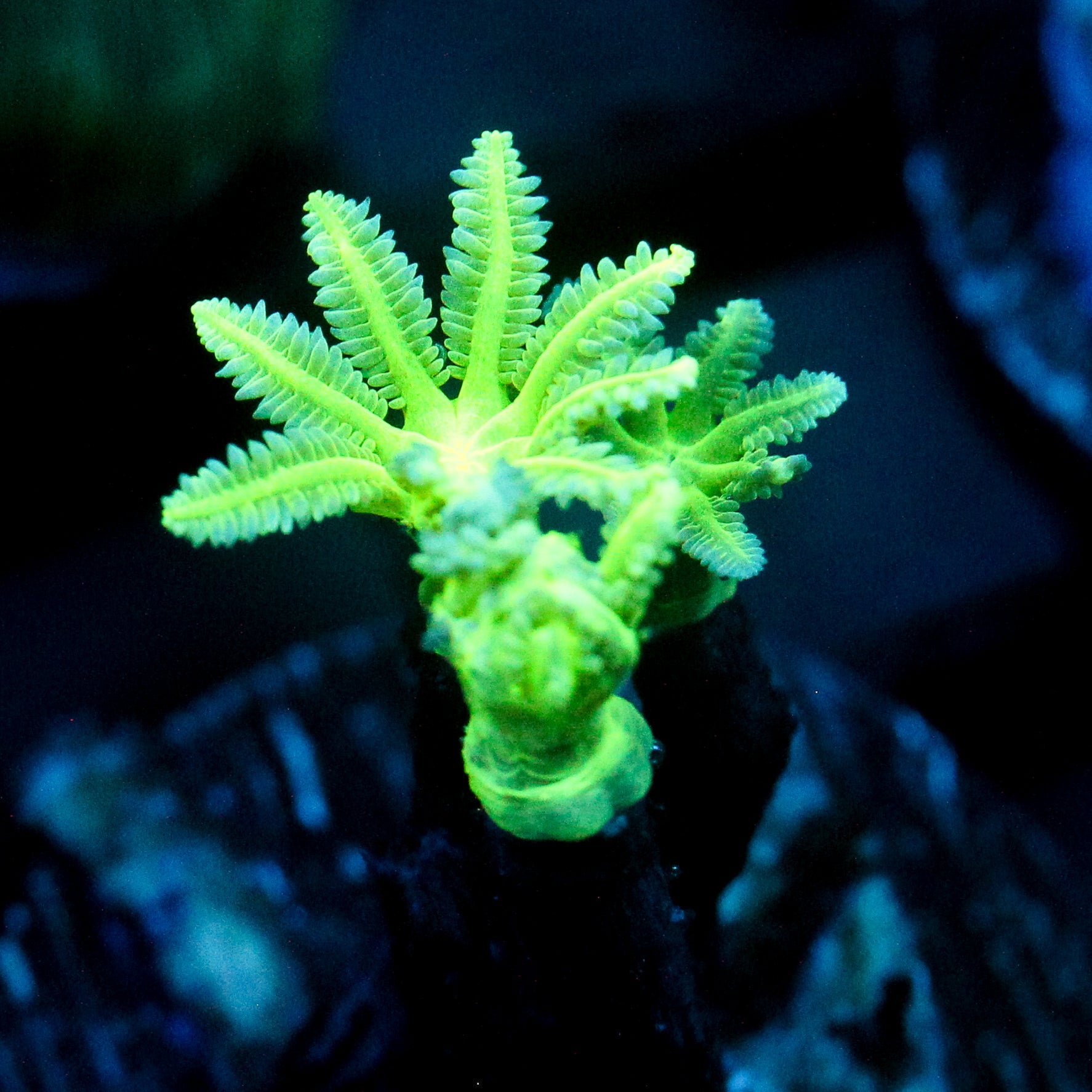 JC Neon Green Clove Polyp